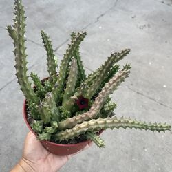 6” Blooming Stapelia