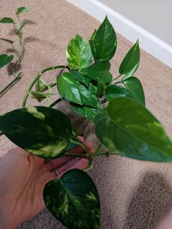 Pothos cuttings with roots