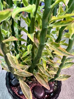 Jacob’s Ladder Variegated in 6” ceramic pot