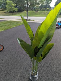 Large Bird of Paradise Plant in Pot