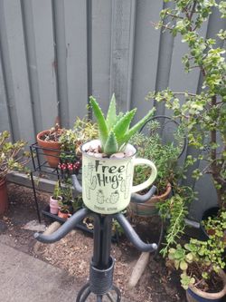 Plant aloe vera