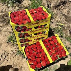 Strawberries For Sale 🍓