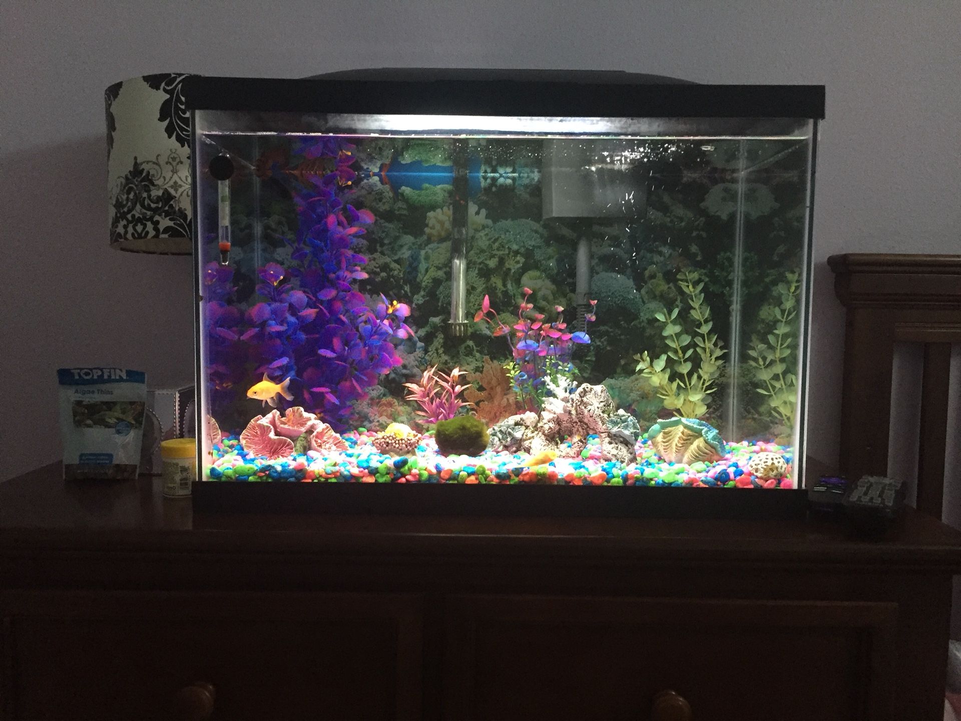 20 Gallon Aquarium/Fish Tank with accessories