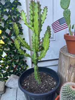Assorted cactus