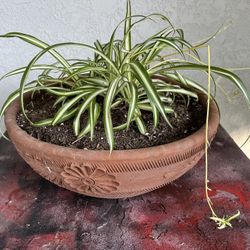 Spider Plant in Large Clay Pot