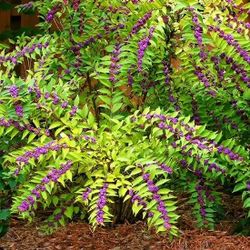 American Beautyberry Rooted Cutting 1 qt.