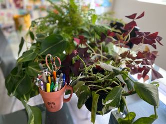 5 Assorted Small lndoor Live Decorative Plants