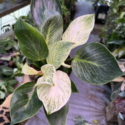 6” Birkin Philodendron