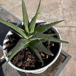 Haworthiopsis attenuata    Low light tolerant