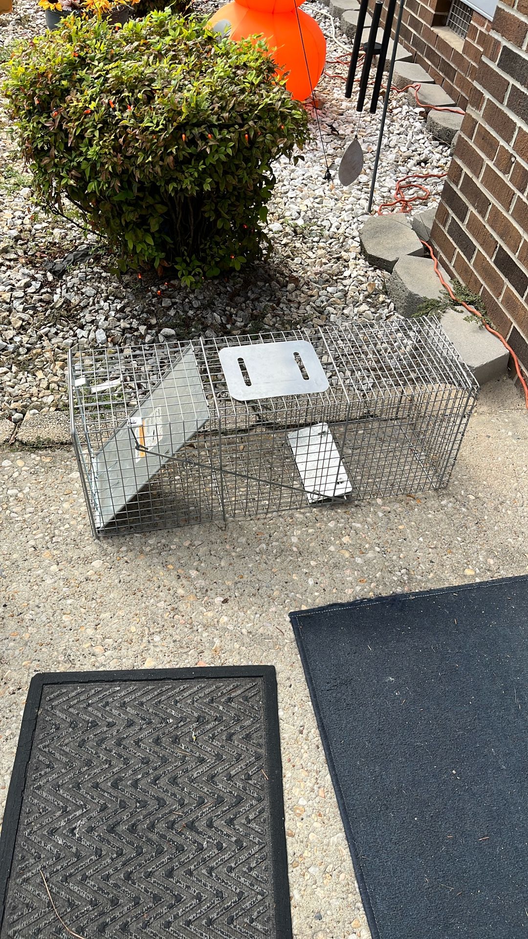 Animal Trap Sells For 49.99 At Tractor Supply