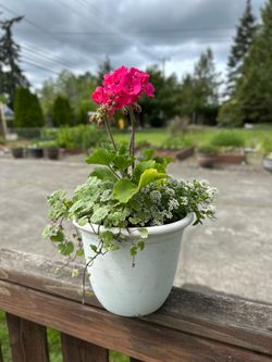 Potted Spring-Summer Live Flower Arrangements