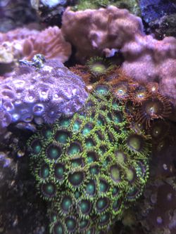 Saltwater corals