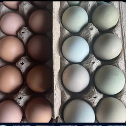 FERTILE EGGS $ 15 DOZEN 