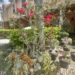 Desert Rose