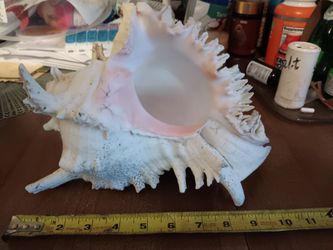 Lace Murex Shell