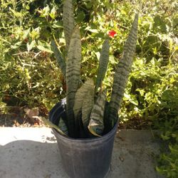Mother N Laws Tongue Plant In A Pot 10
