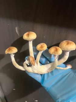 Spores