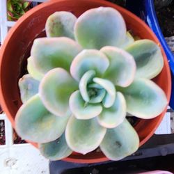 Echeveria Orpet In 4in Pot Pick Up In Upland 