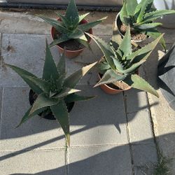 Aloe Vera ( Savila)