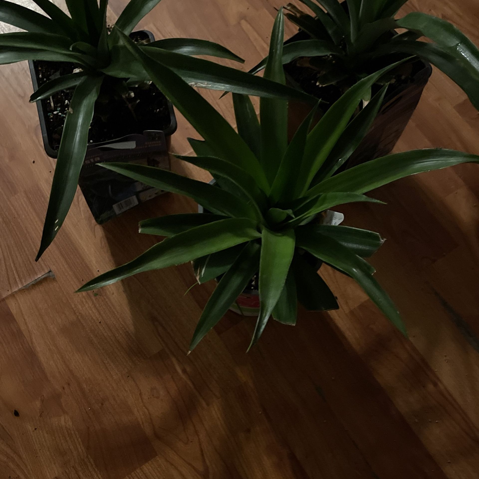 Planta De Piña