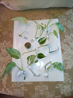 7 Pothos Cuttings $12- Marble, Snow Queen, P&J, Rio, Brazil, Manjula, Glacier, Njoy