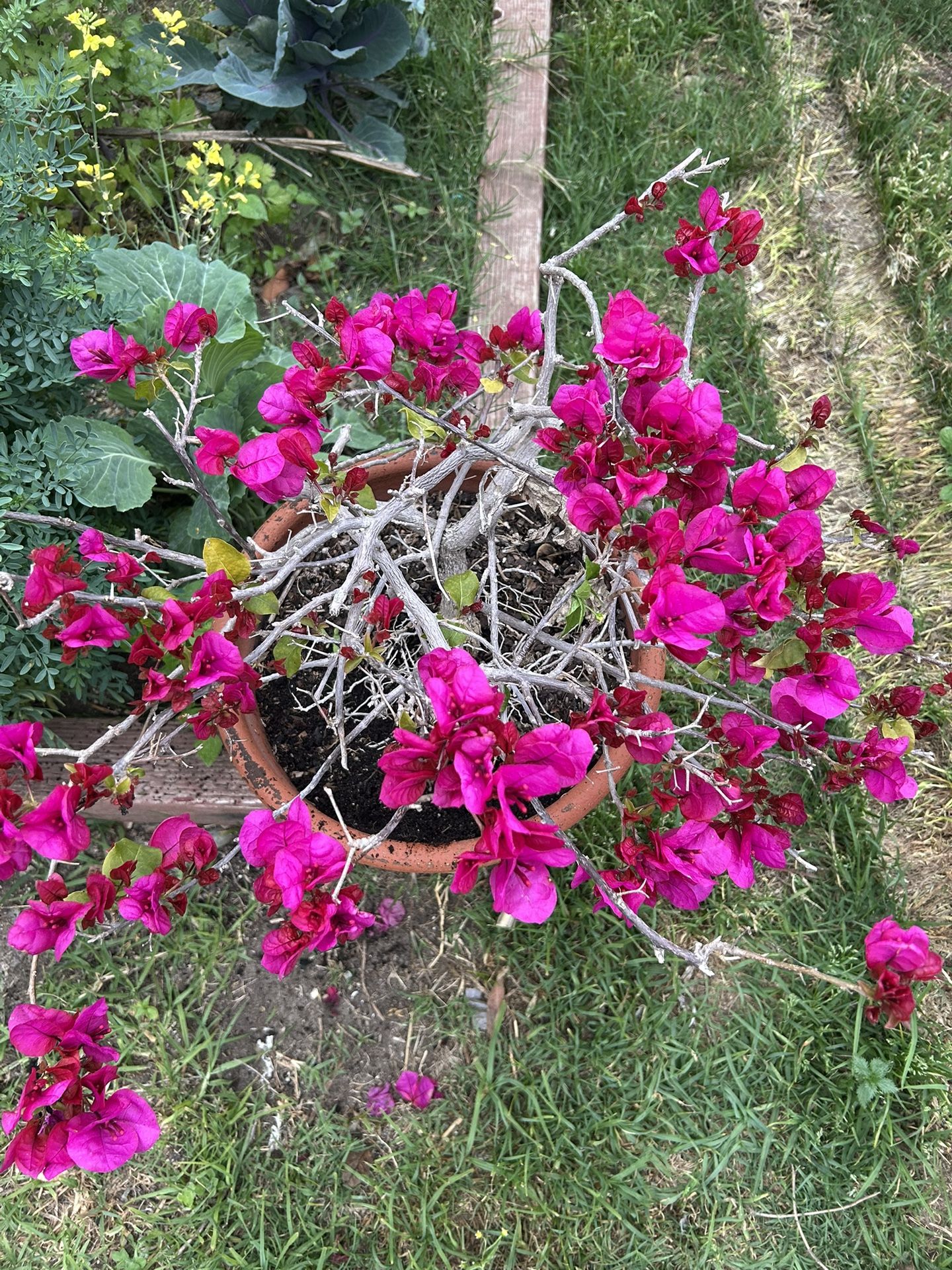 Bougainvillea-Bugambilia Plant 🪴 On Clay Pot