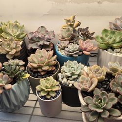 Rare succulents arrangements. all kinds. fancy pots
