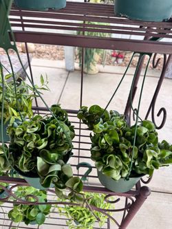 Hindú Rope Hoya $40 each 6” pot