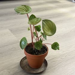 Watermelon peperomia