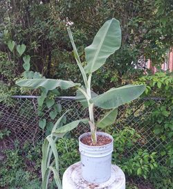 2 foot tall dwarf Cavendish banana Tree in 5 gallon plastic bucket