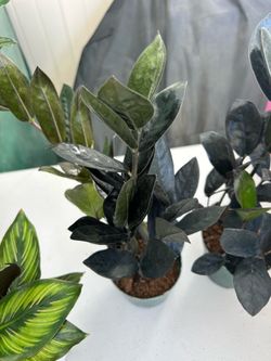 Raven ZZ Plant for Sale