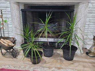 $10 Dracaena plant