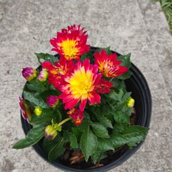 Dahlia Plant 