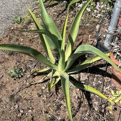 Agave Plant. Different Sizes. 