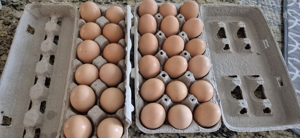 Fresh Eggs