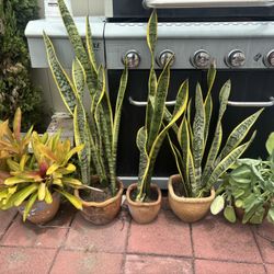 Plants 