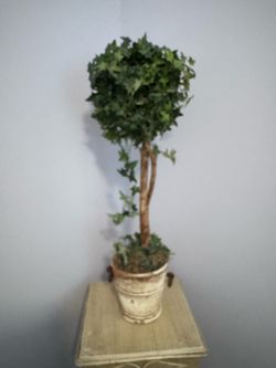 Tall ivy topiary