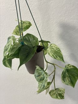 Philodendron Hederaceum Variegated