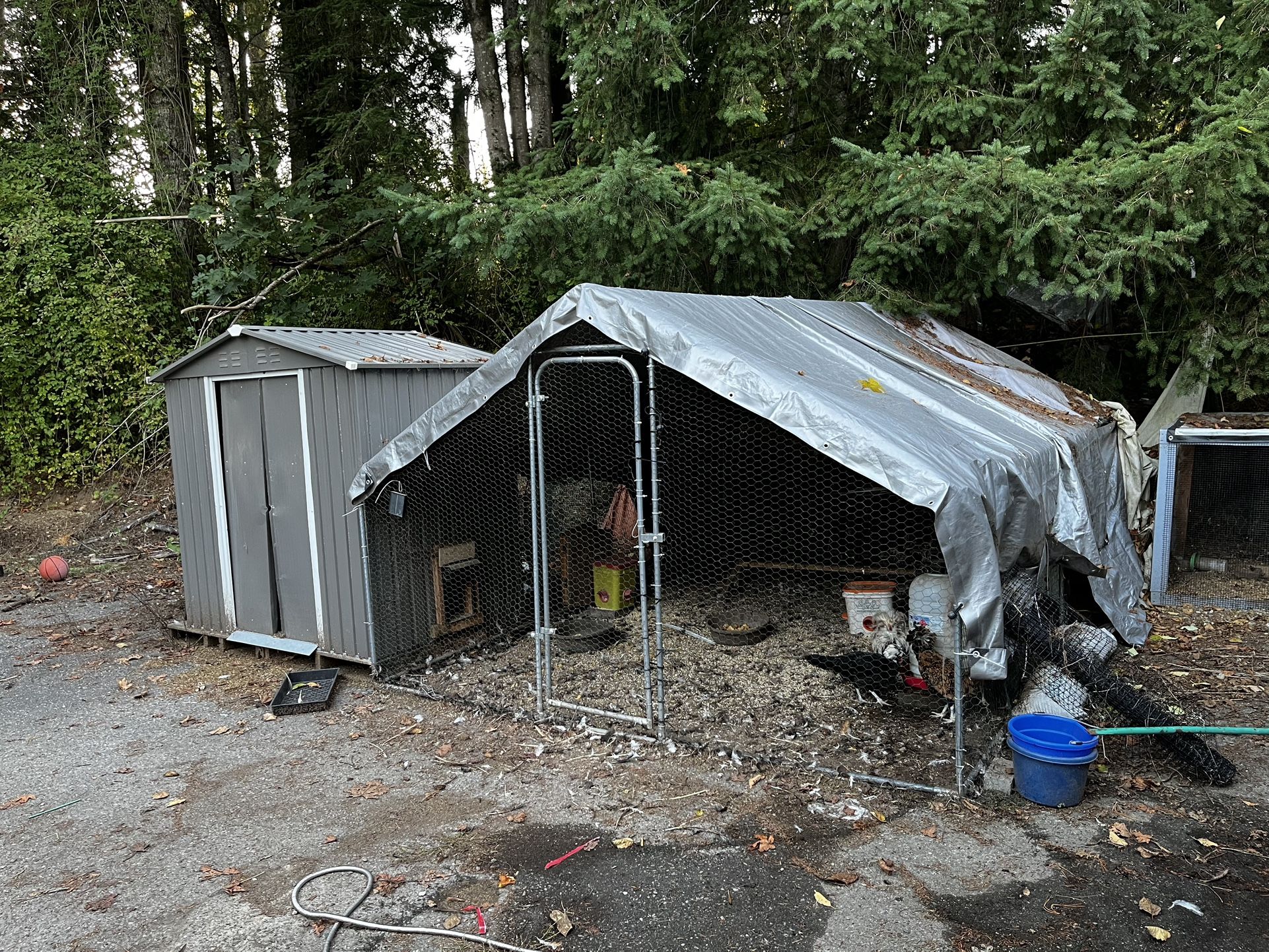 Free Shed With Chicken Run