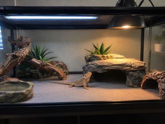 Bearded Dragon Reptile Enclosure & dragon