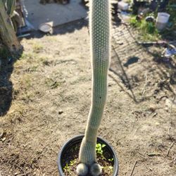 Silver Torch Cactus Plant