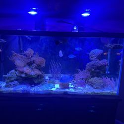 Saltwater Aquarium 