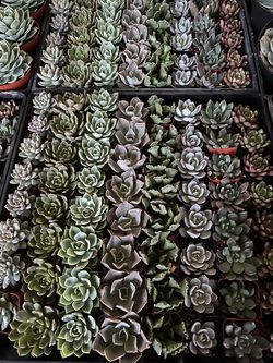 Succulent sale1.50$ each