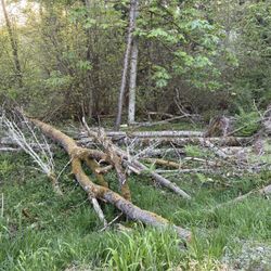 Free Alder Wood
