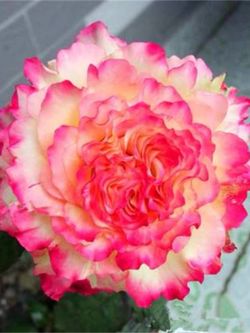 Rare European, Japan rose plants : lotus