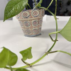 Pothos  Plant And Pot