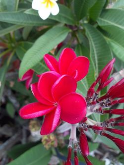 Colorful fragrant plumeria cuttings with flowers intact ready to plant