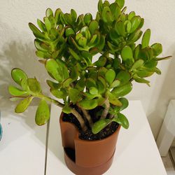 Lucky Jade Live Plant👉ONLY MSG When You Ready To Pickup THIS PLANT PLEASE 