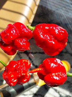 Hot pepper