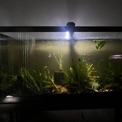 55 gallon fish tank with fish and live plants included 